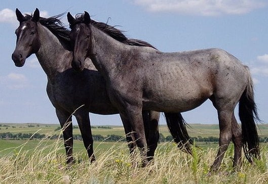 Nokota_Horses_cropped