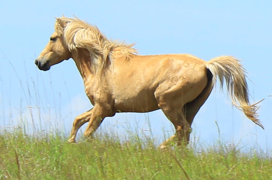 Palomino_Sumba_horse