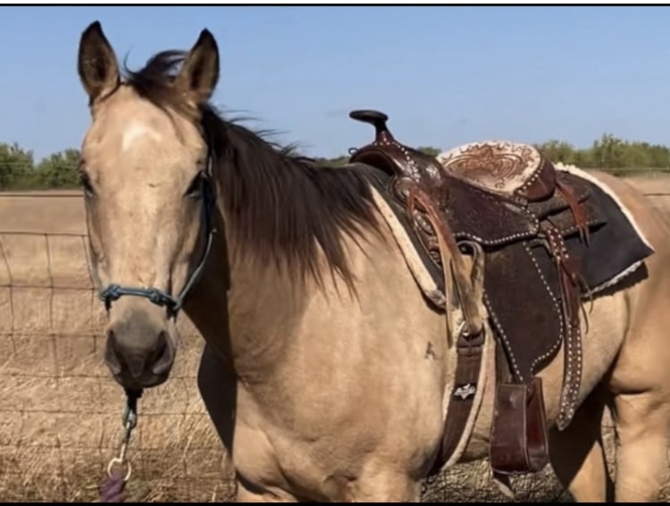 IMG_8796.jpg_251_img-1.jpg Hercules 1.27.24